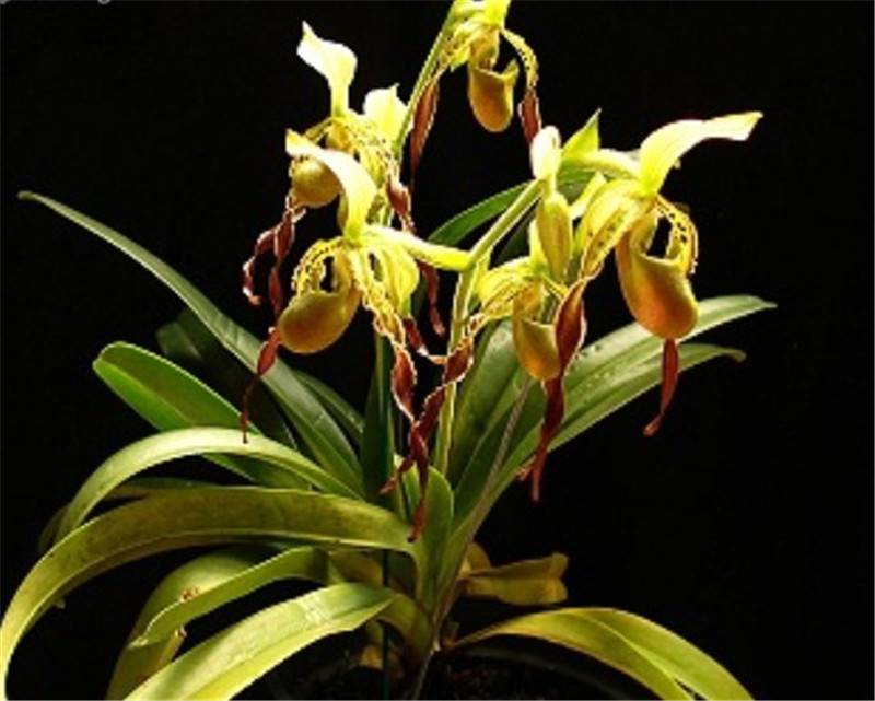 飘扬的彩带——飘带兜兰(图2)