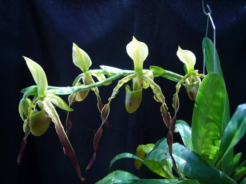 飘扬的彩带——飘带兜兰(图4)