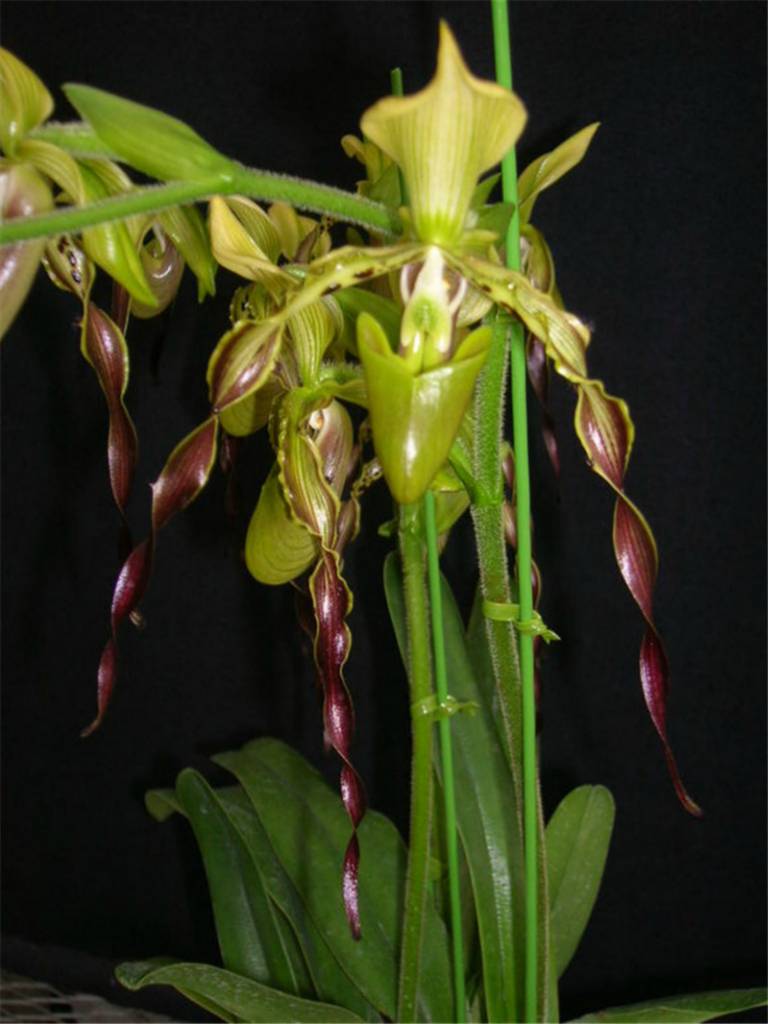 飘扬的彩带——飘带兜兰(图5)