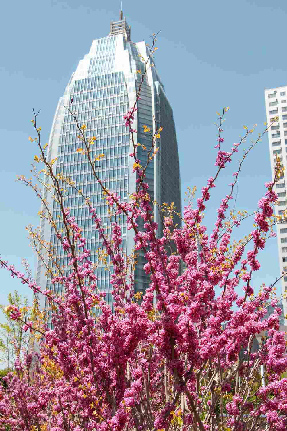 三荆欢同株，四鸟悲异林——紫荆盆景 - 功圣花卉