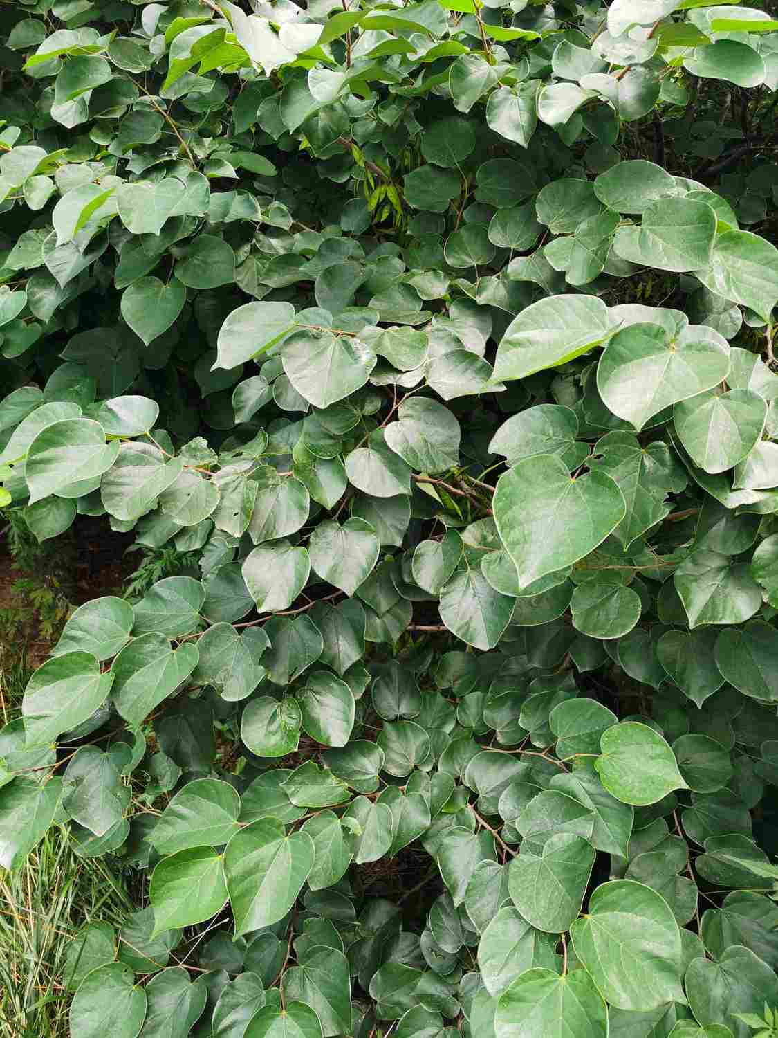 三荆欢同株，四鸟悲异林——紫荆盆景(图3)