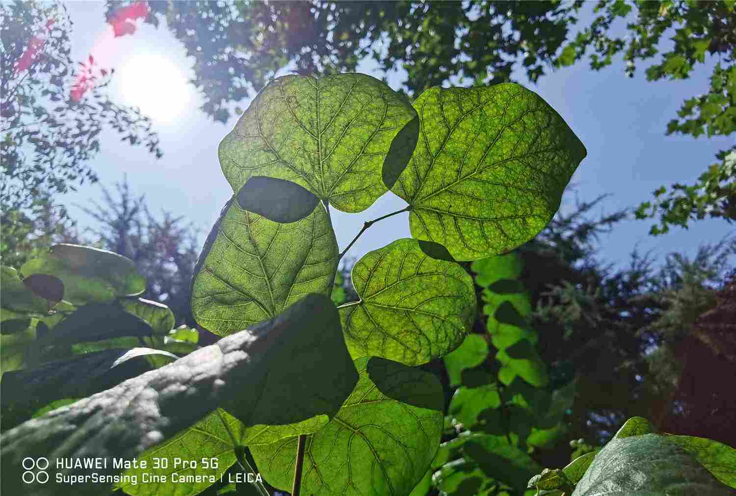 三荆欢同株，四鸟悲异林——紫荆盆景(图4)