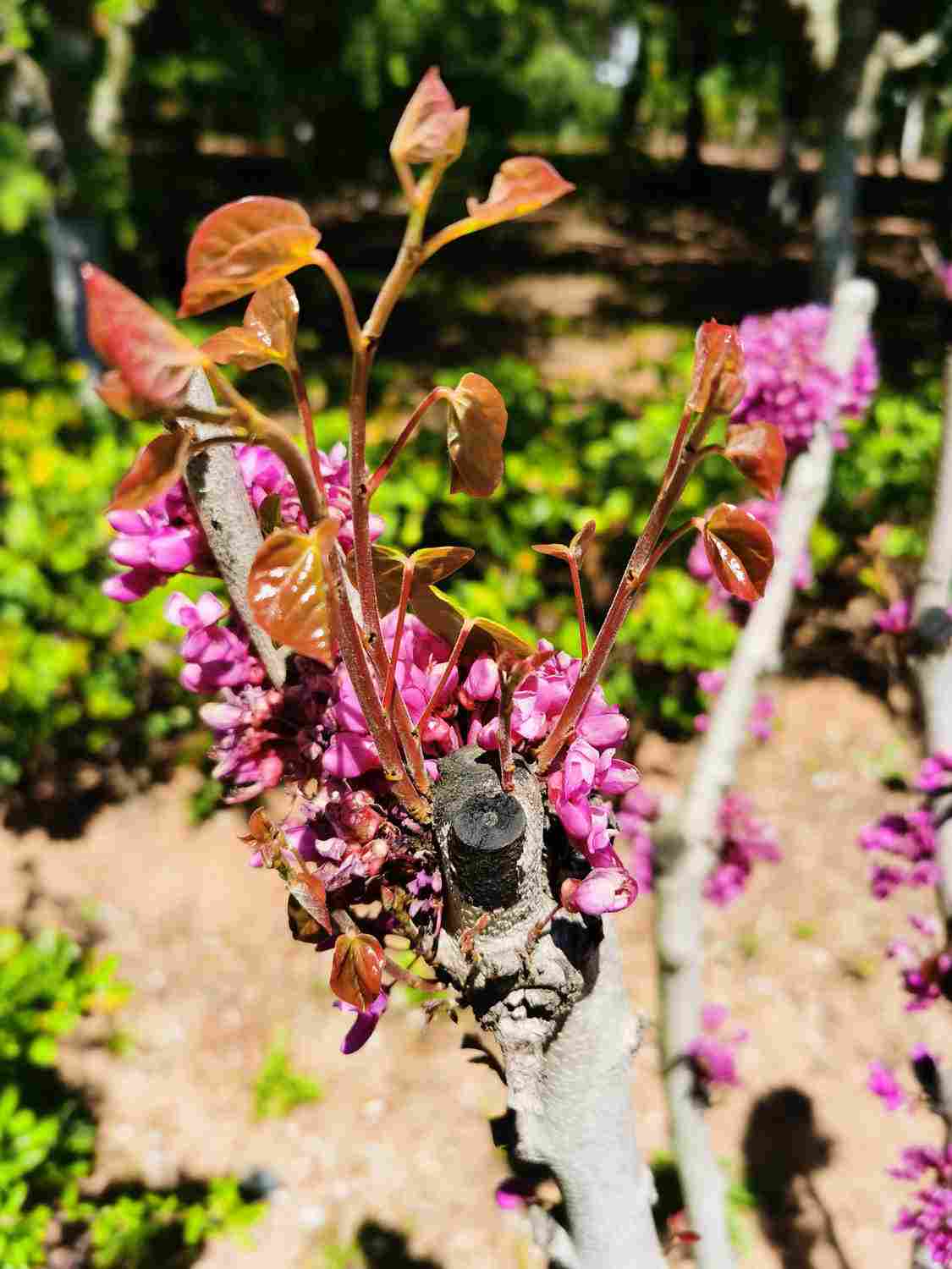 三荆欢同株，四鸟悲异林——紫荆盆景(图5)