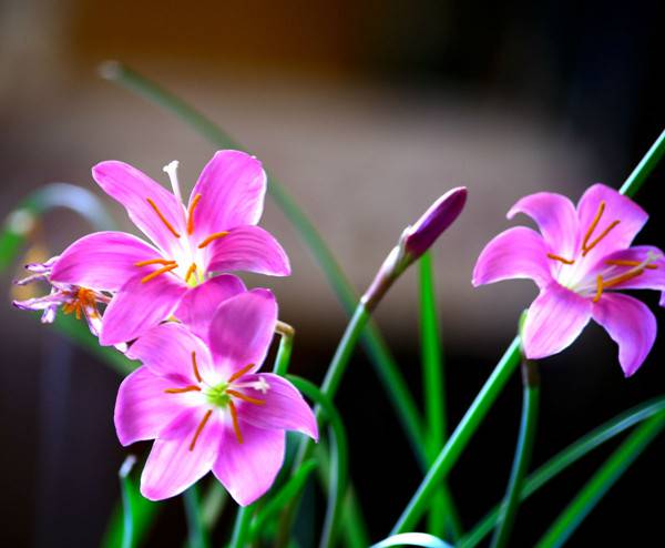 粉红佳人韭菜莲 - 功圣花卉