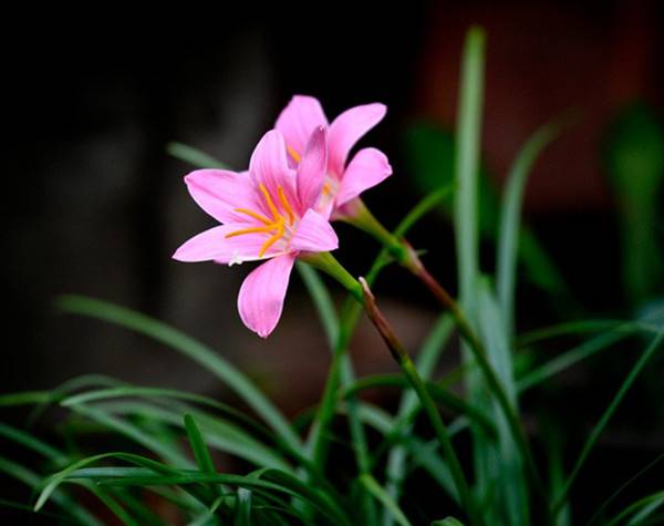 粉红佳人韭菜莲(图2)