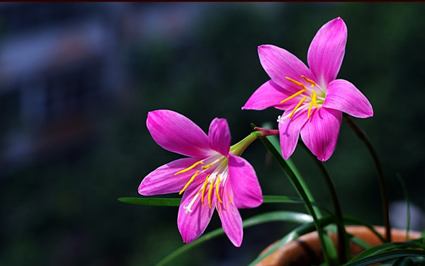 粉红佳人韭菜莲(图3)