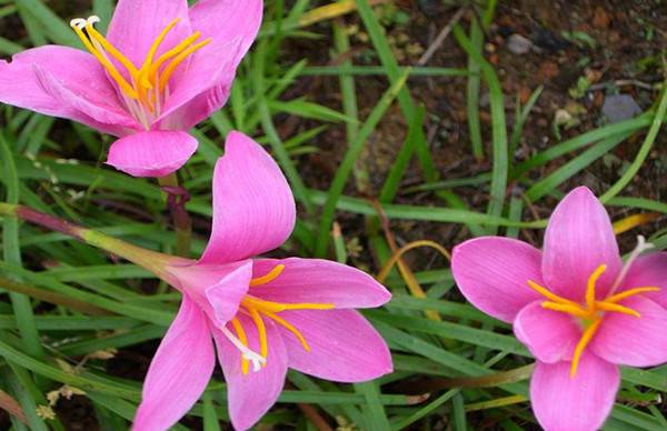 粉红佳人韭菜莲(图4)