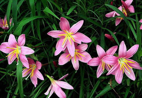 粉红佳人韭菜莲(图5)