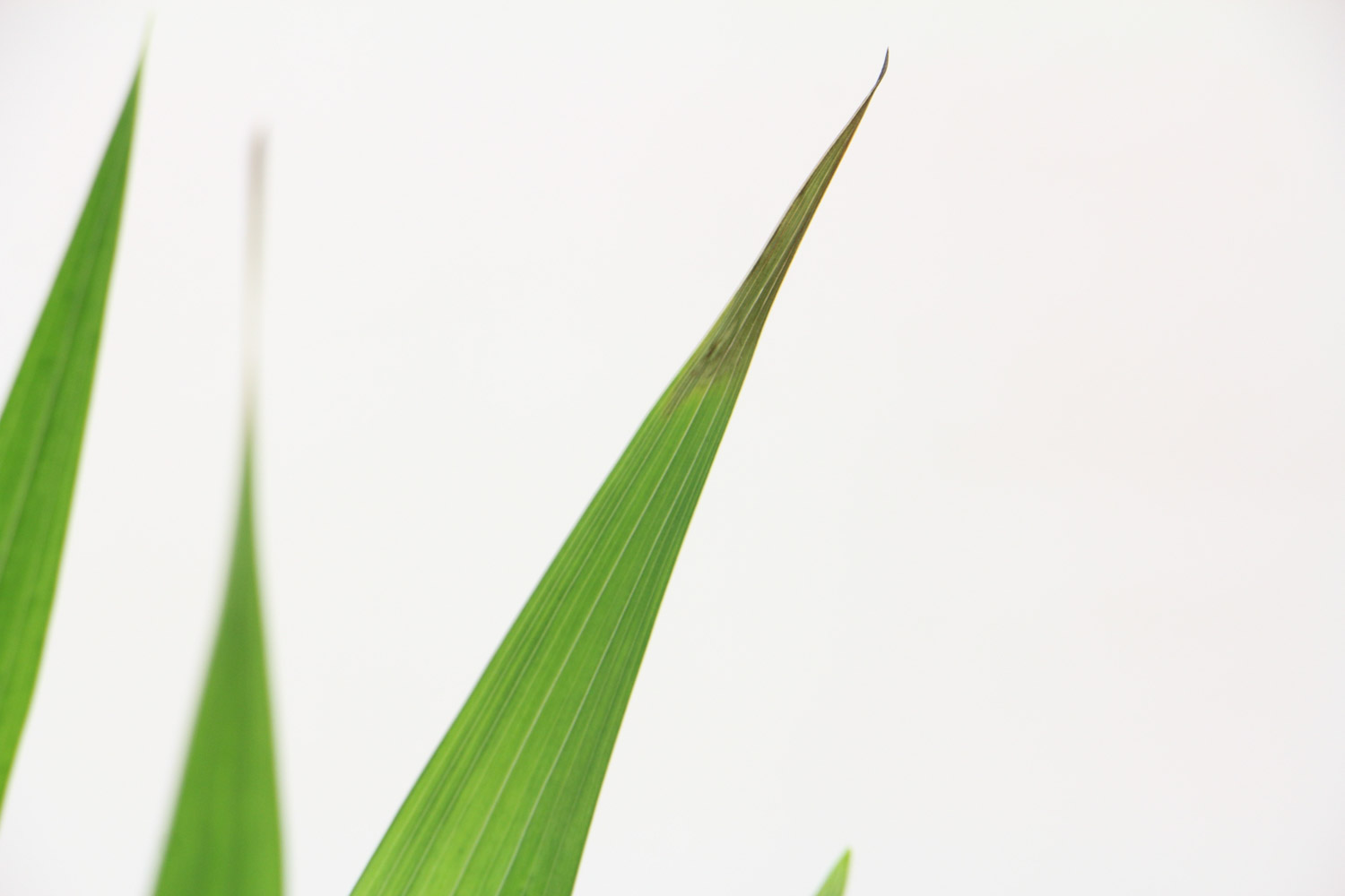 洁白的多花唐菖蒲(图3)