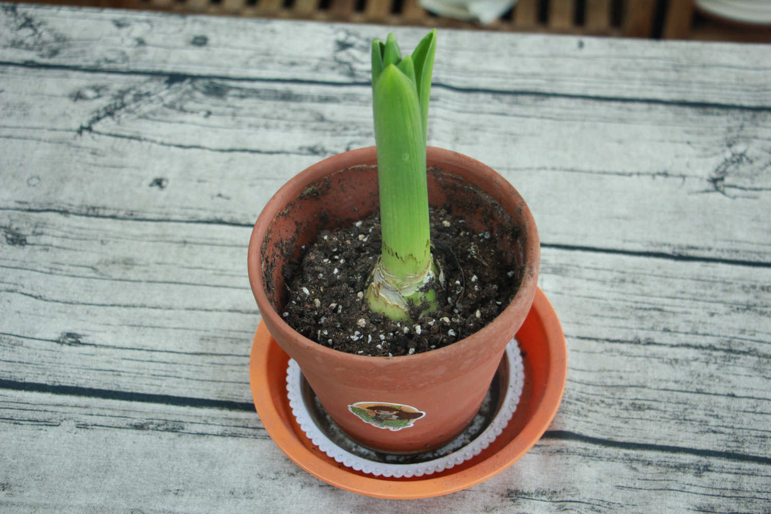 倾慕与浪漫的代言——粉色风信子 - 功圣花卉