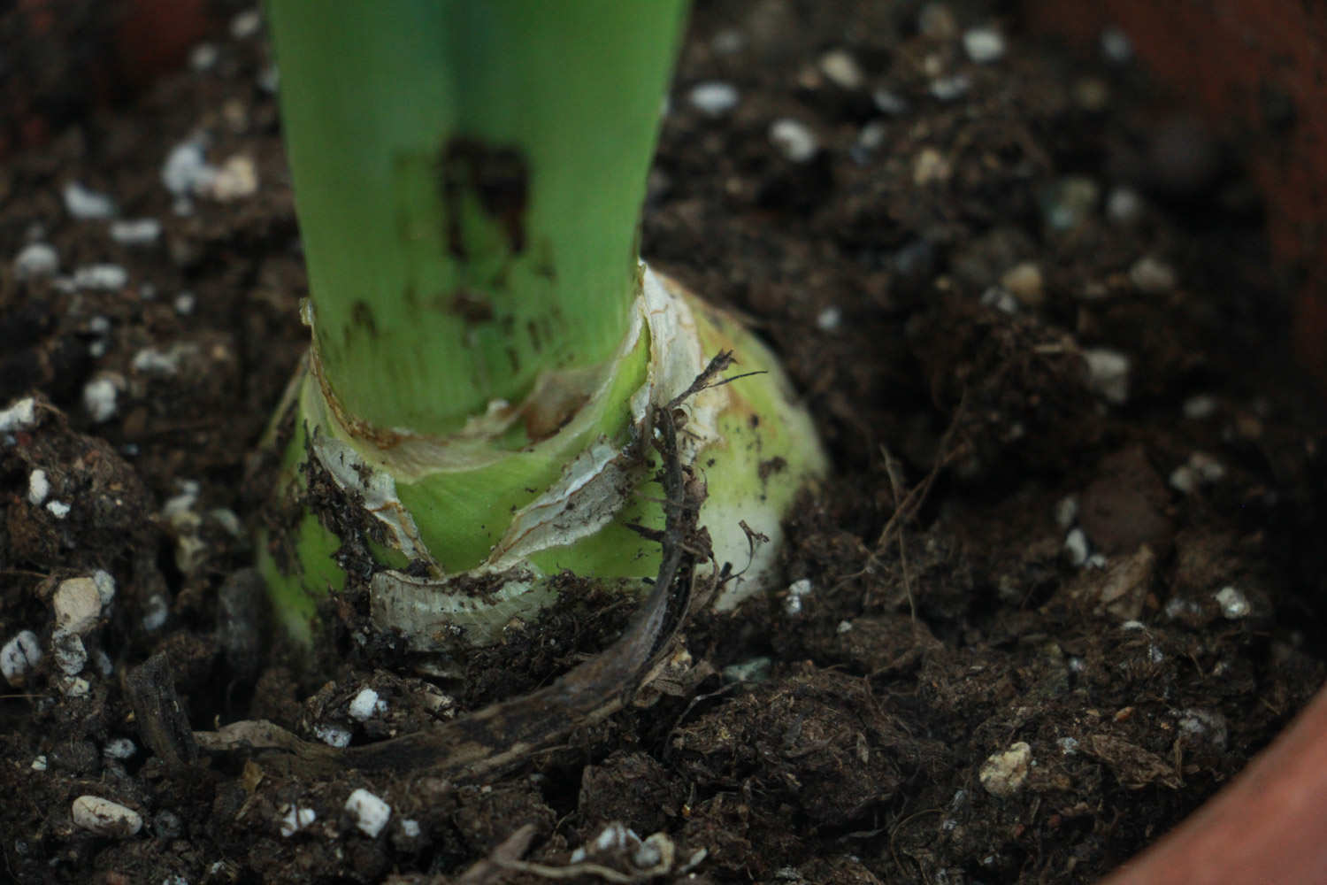 倾慕与浪漫的代言——粉色风信子(图3)