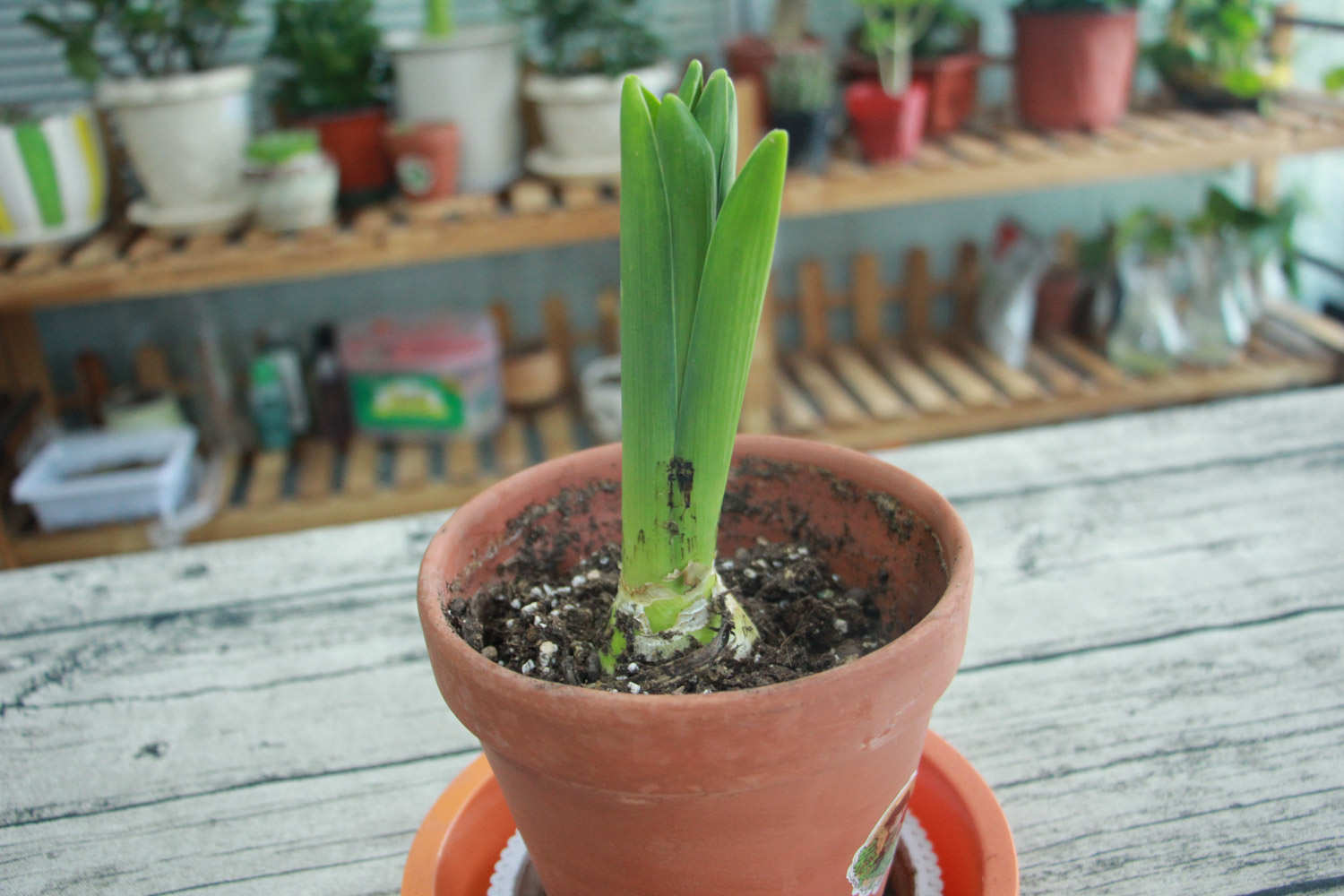 倾慕与浪漫的代言——粉色风信子(图5)