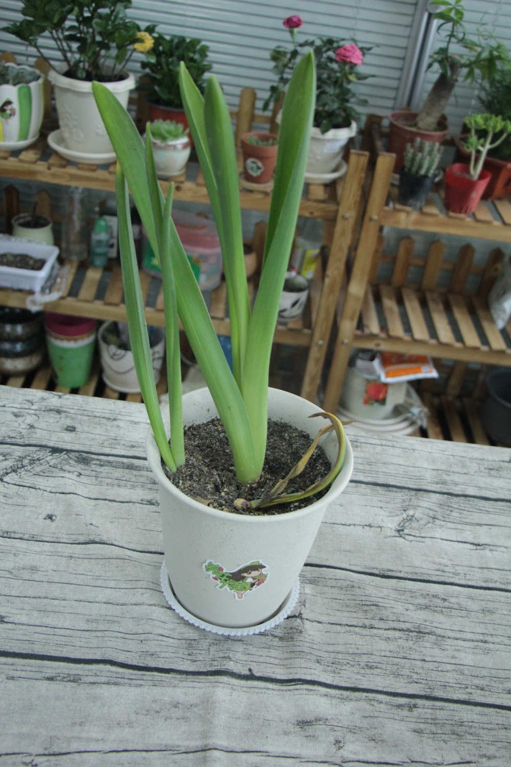 倾慕与浪漫的代言——粉色风信子(图6)