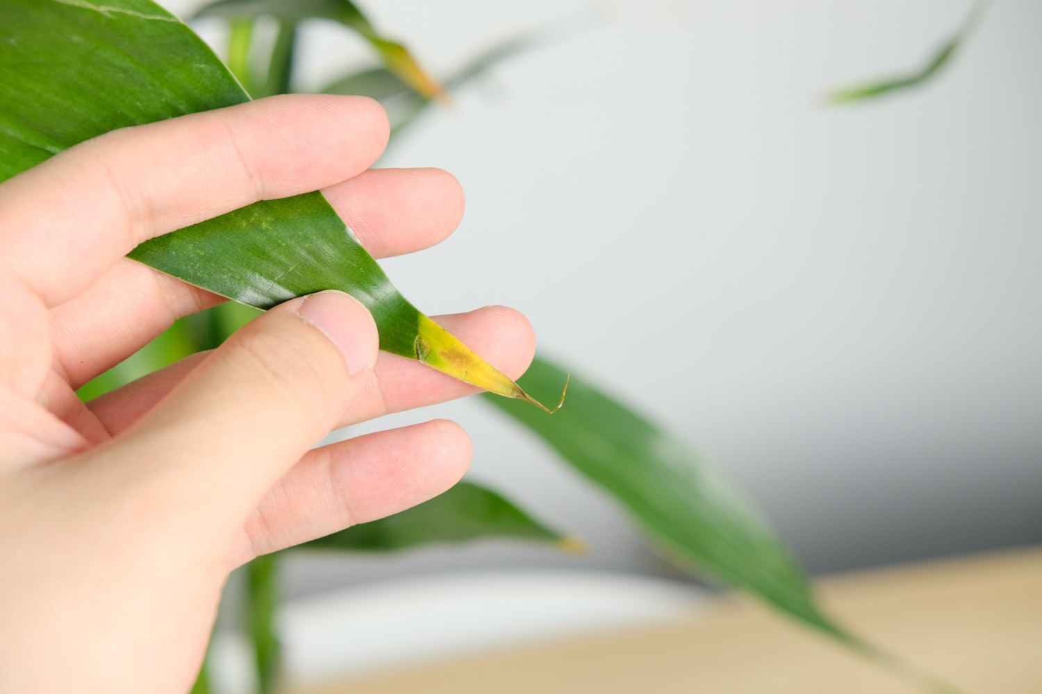 年年有今日，岁岁有今朝——富贵竹盆景(图3)