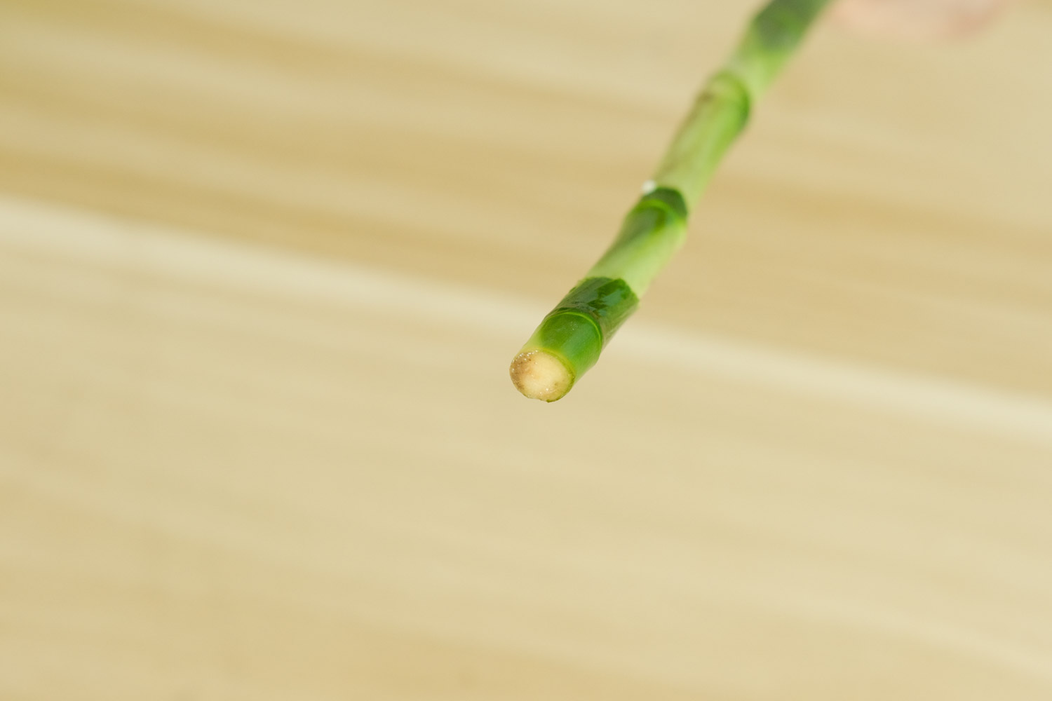 年年有今日，岁岁有今朝——富贵竹盆景(图4)