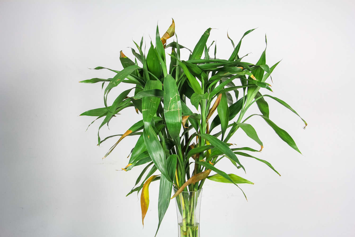 年年有今日，岁岁有今朝——富贵竹盆景(图5)