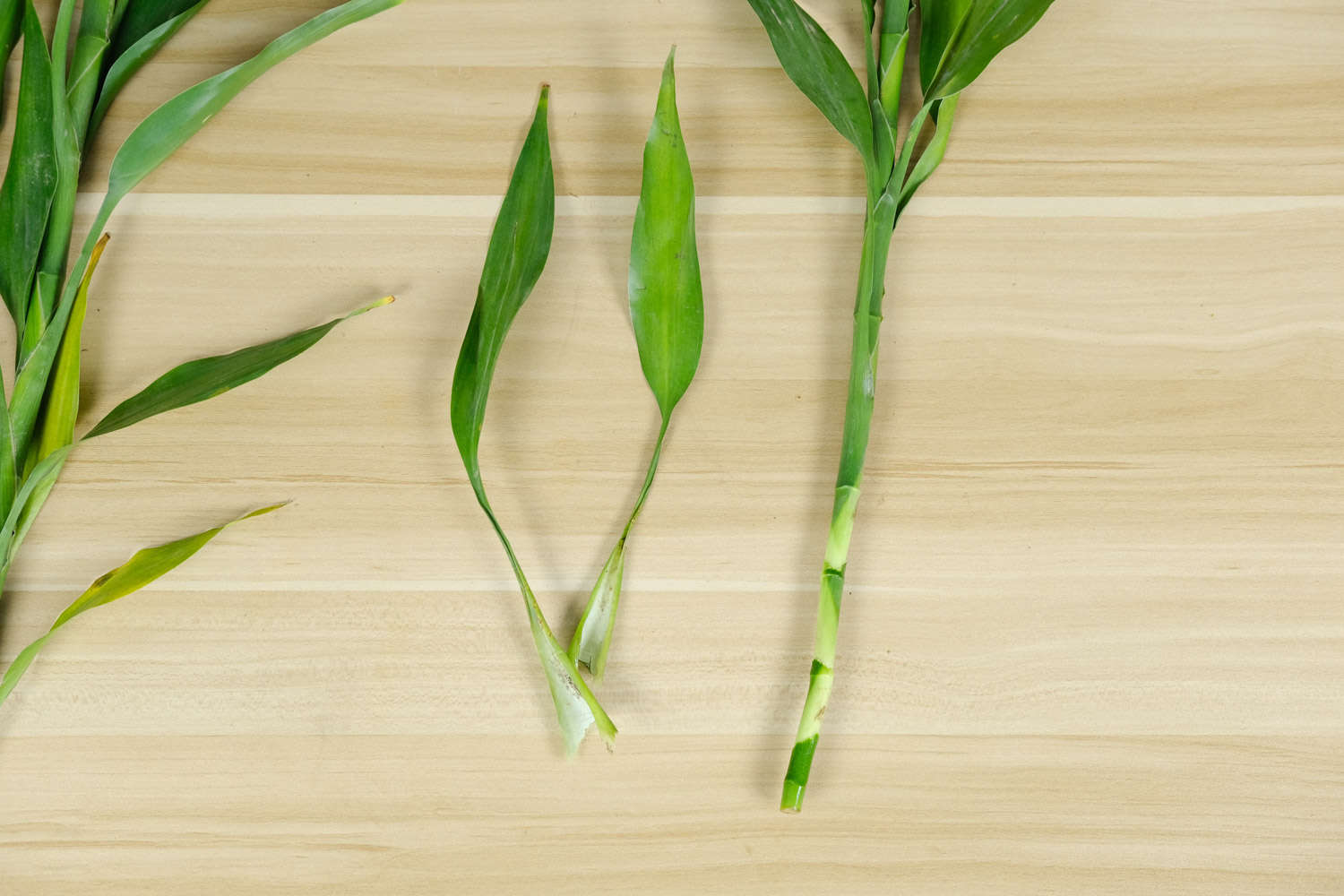 年年有今日，岁岁有今朝——富贵竹盆景(图6)