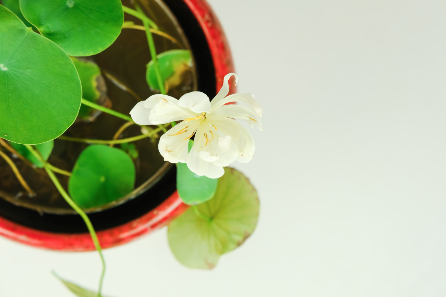 如你宛在水中央——碗莲盆景(图3)