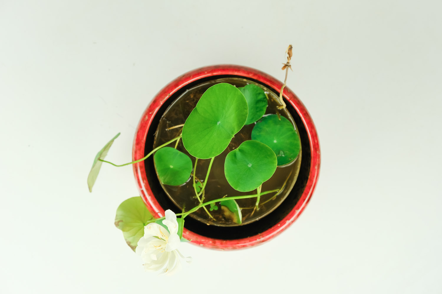 如你宛在水中央——碗莲盆景(图4)