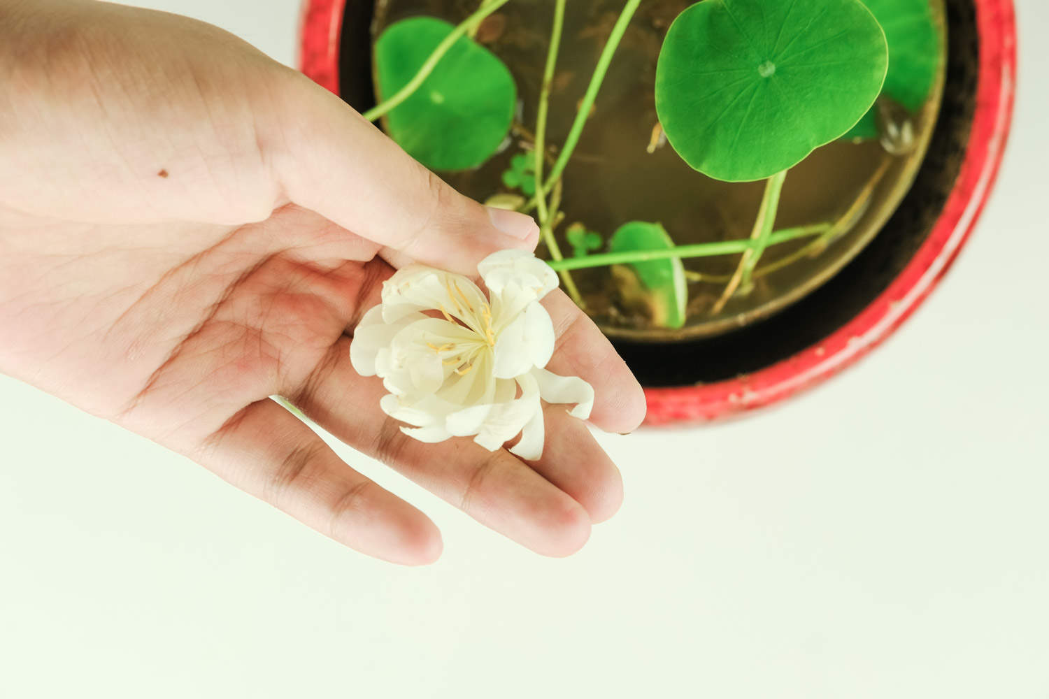 如你宛在水中央——碗莲盆景(图5)