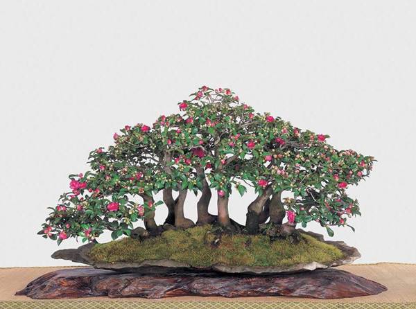 花却是，与梅浑——茶梅盆景 - 功圣花卉