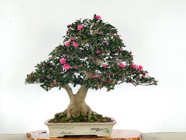 花却是，与梅浑——茶梅盆景(图2)