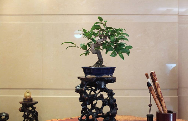 花却是，与梅浑——茶梅盆景(图4)