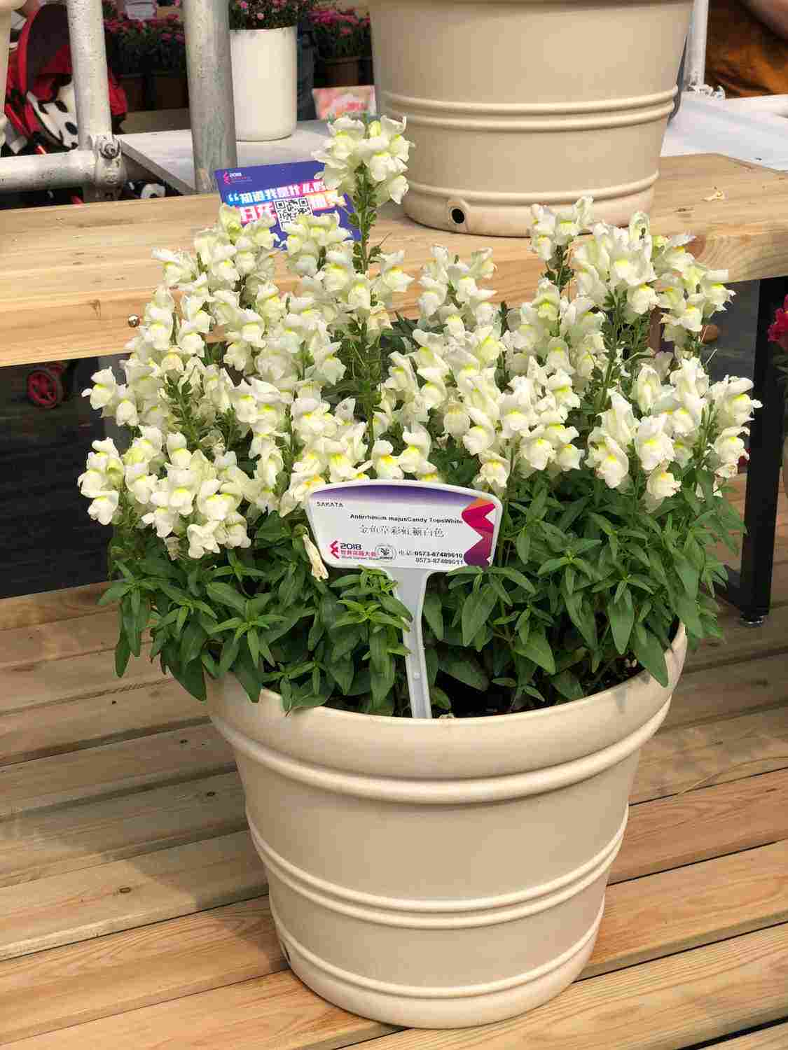 金黄小鱼 ——金鱼草 - 功圣花卉