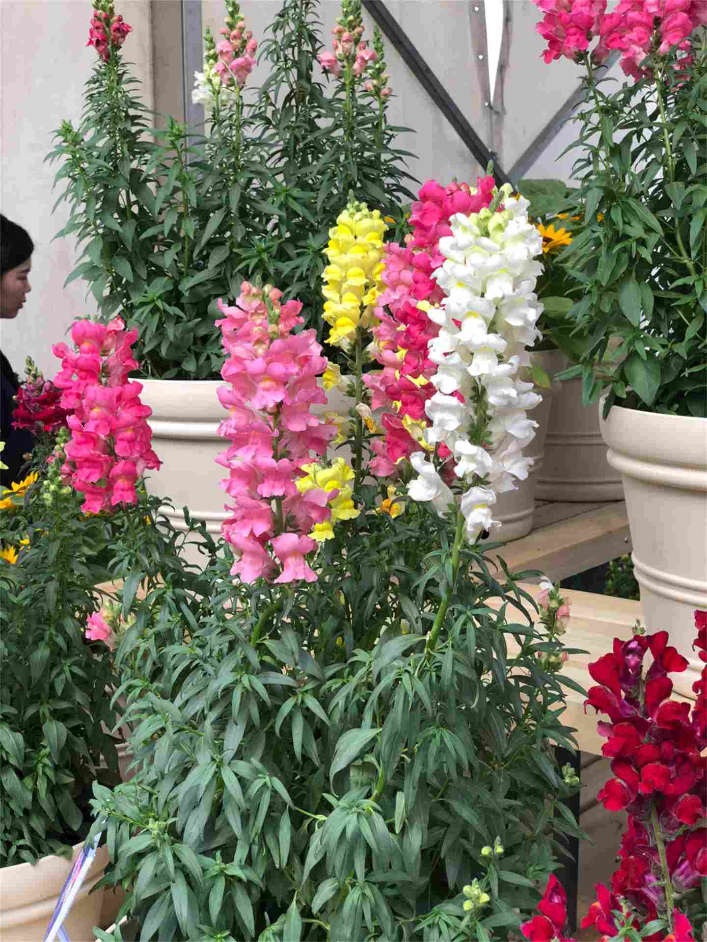 金黄小鱼 ——金鱼草(图5)