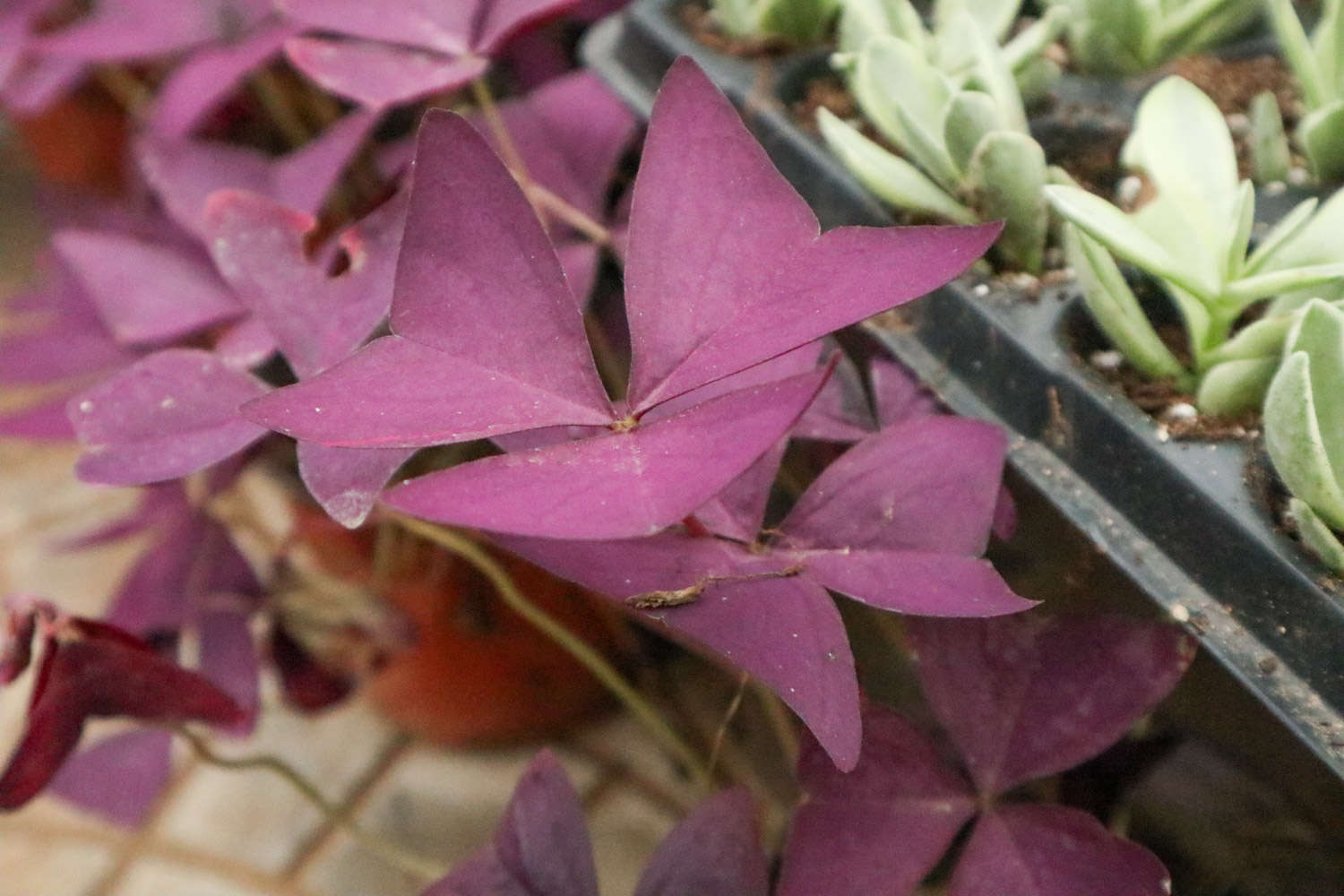 神奇的紫叶酢浆草(图2)