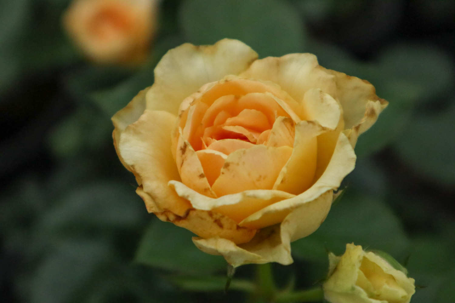 百花丛中最鲜艳——月季盆景(图3)