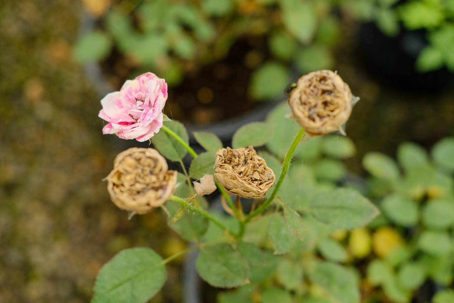 百花丛中最鲜艳——月季盆景(图4)