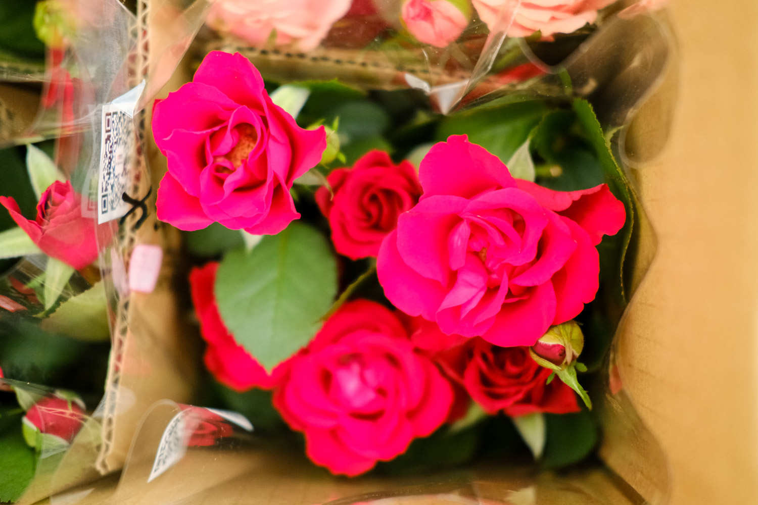 百花丛中最鲜艳——月季盆景(图5)