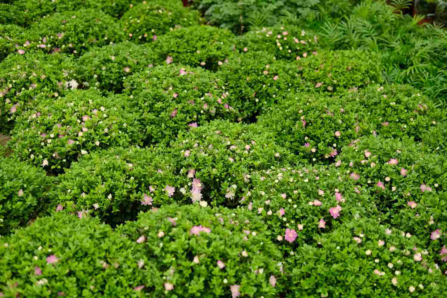 夏菊名流千秋 - 功圣花卉