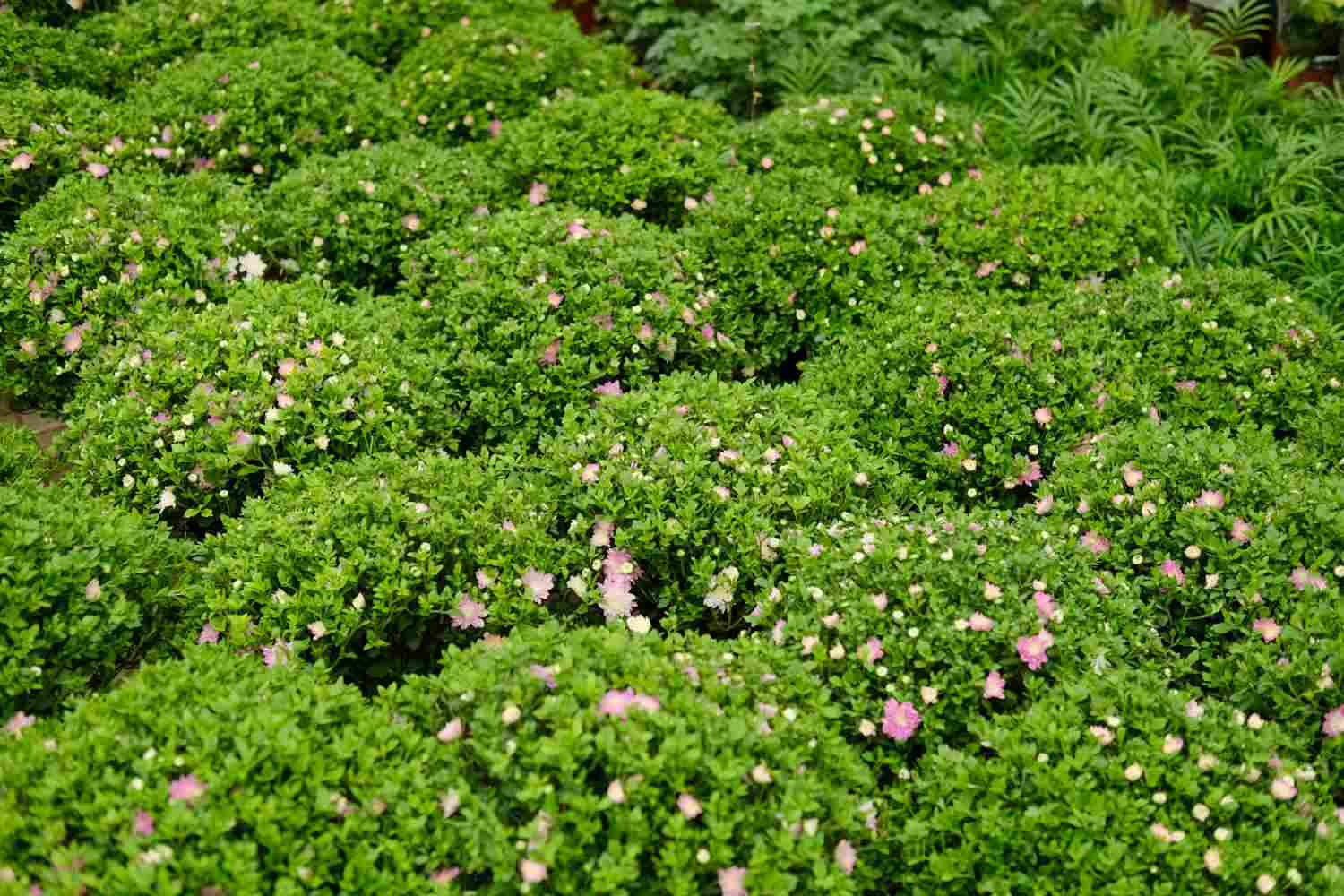 夏菊名流千秋(图2)