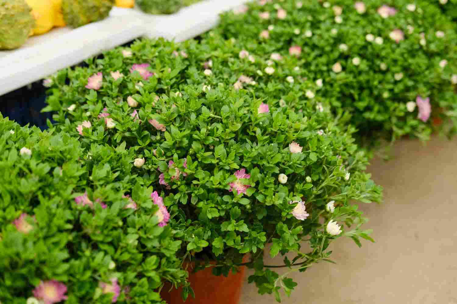 夏菊名流千秋(图3)