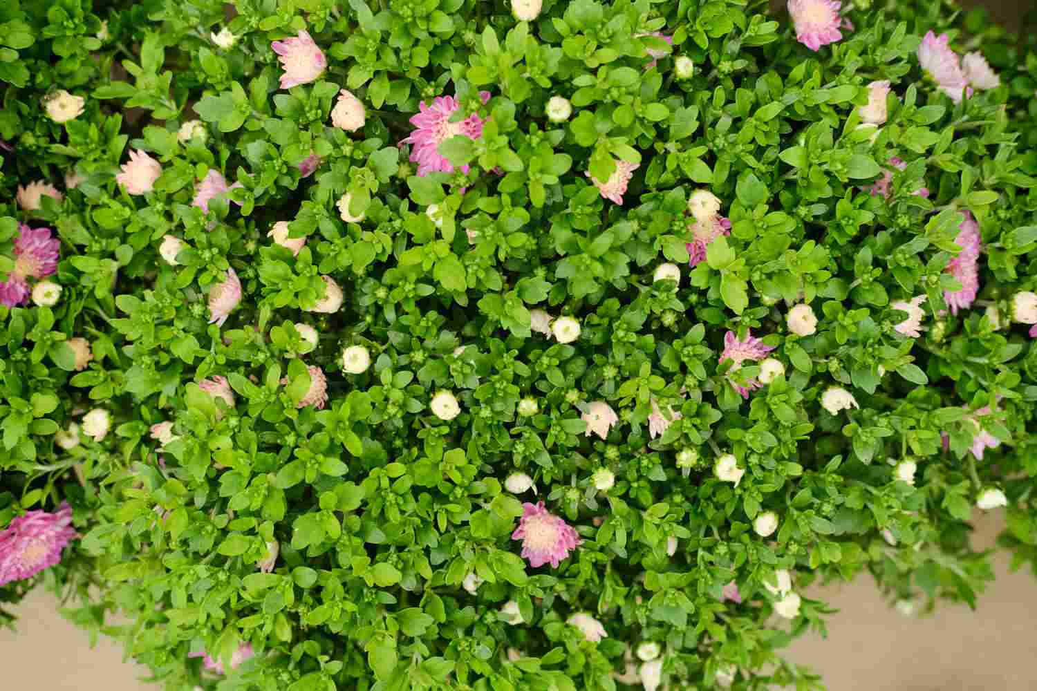 夏菊名流千秋(图4)