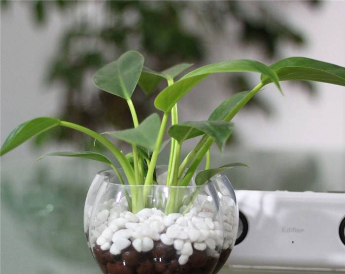 帝王之气——绿帝王(图2)