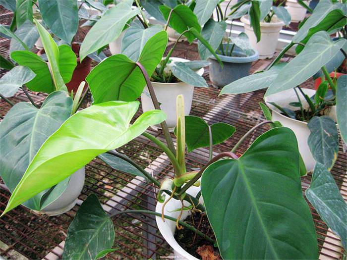 帝王之气——绿帝王(图3)