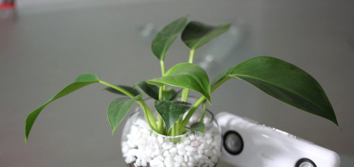 帝王之气——绿帝王(图4)