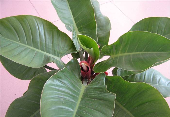 帝王之气——绿帝王(图5)