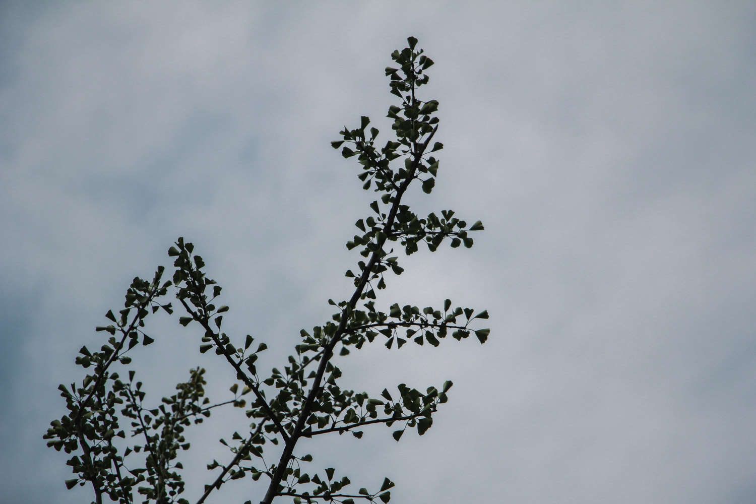 树中老寿星——银杏盆景(图3)