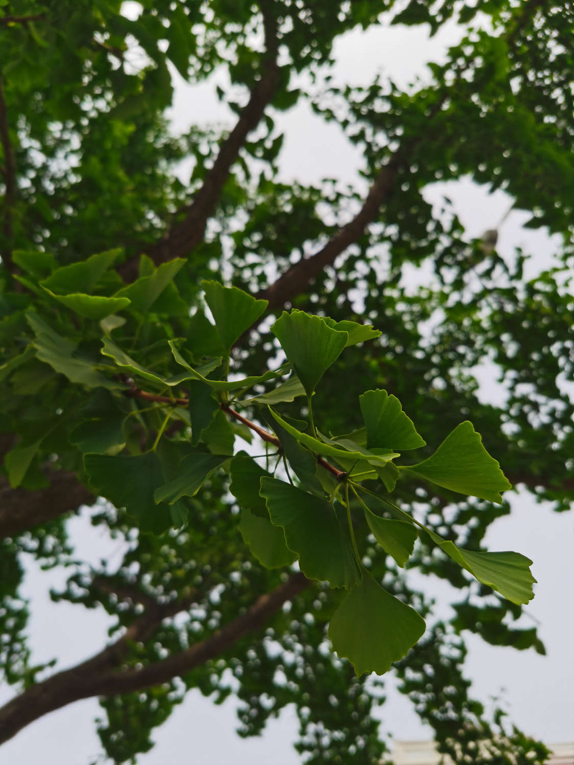 树中老寿星——银杏盆景(图4)