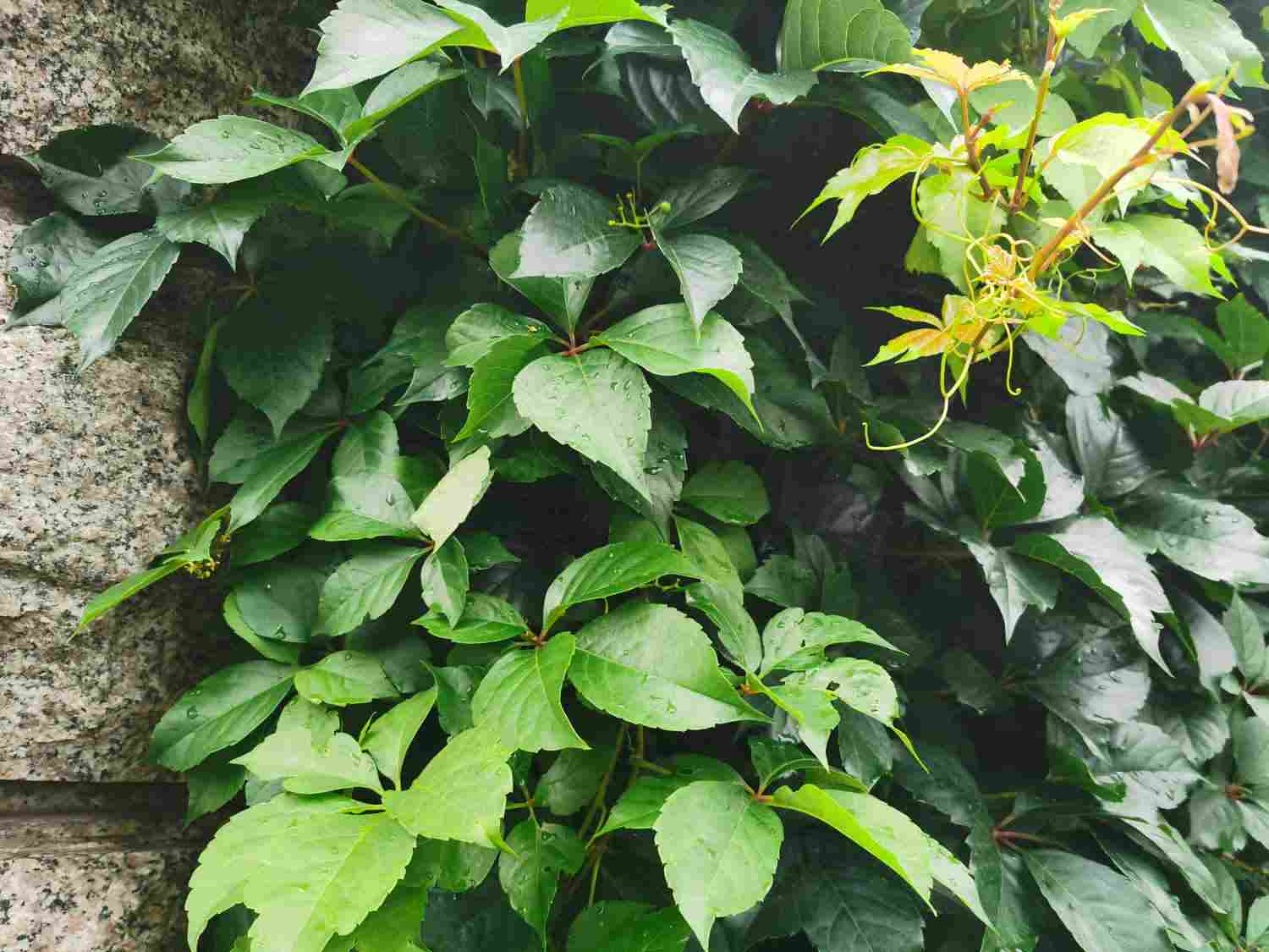 一步一步往上爬——爬山虎盆景(图2)