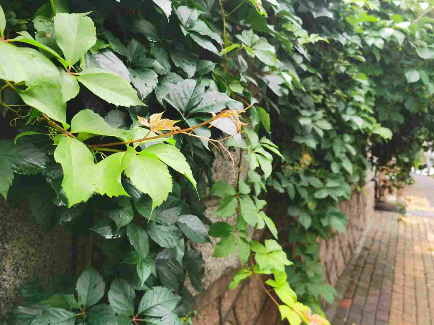 一步一步往上爬——爬山虎盆景(图3)