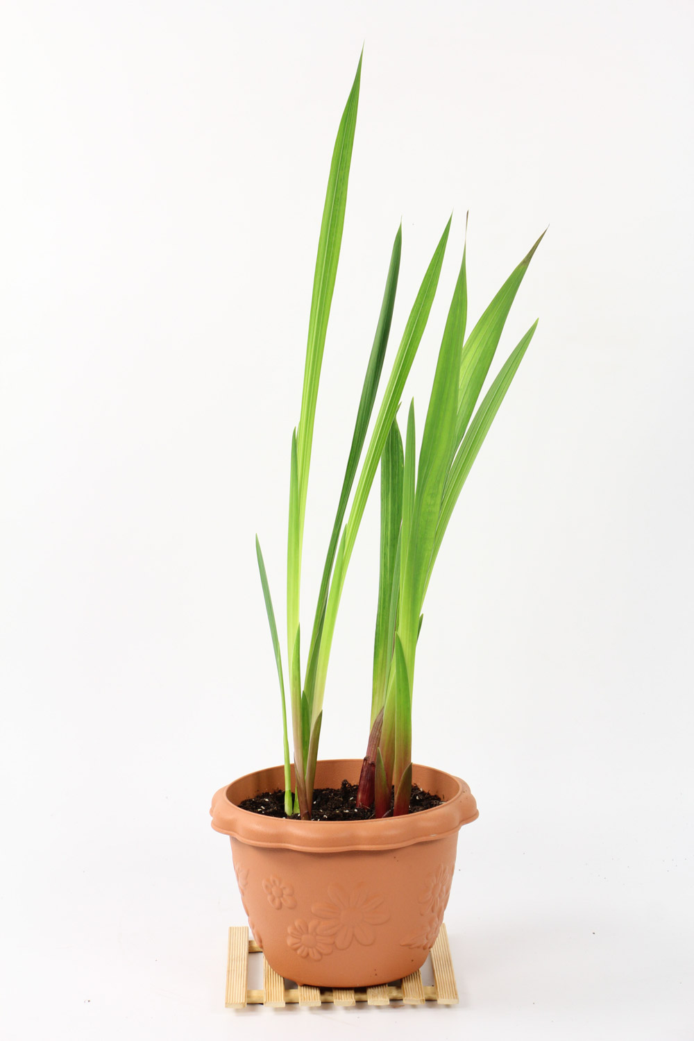 四大切花之一的唐菖蒲(图2)