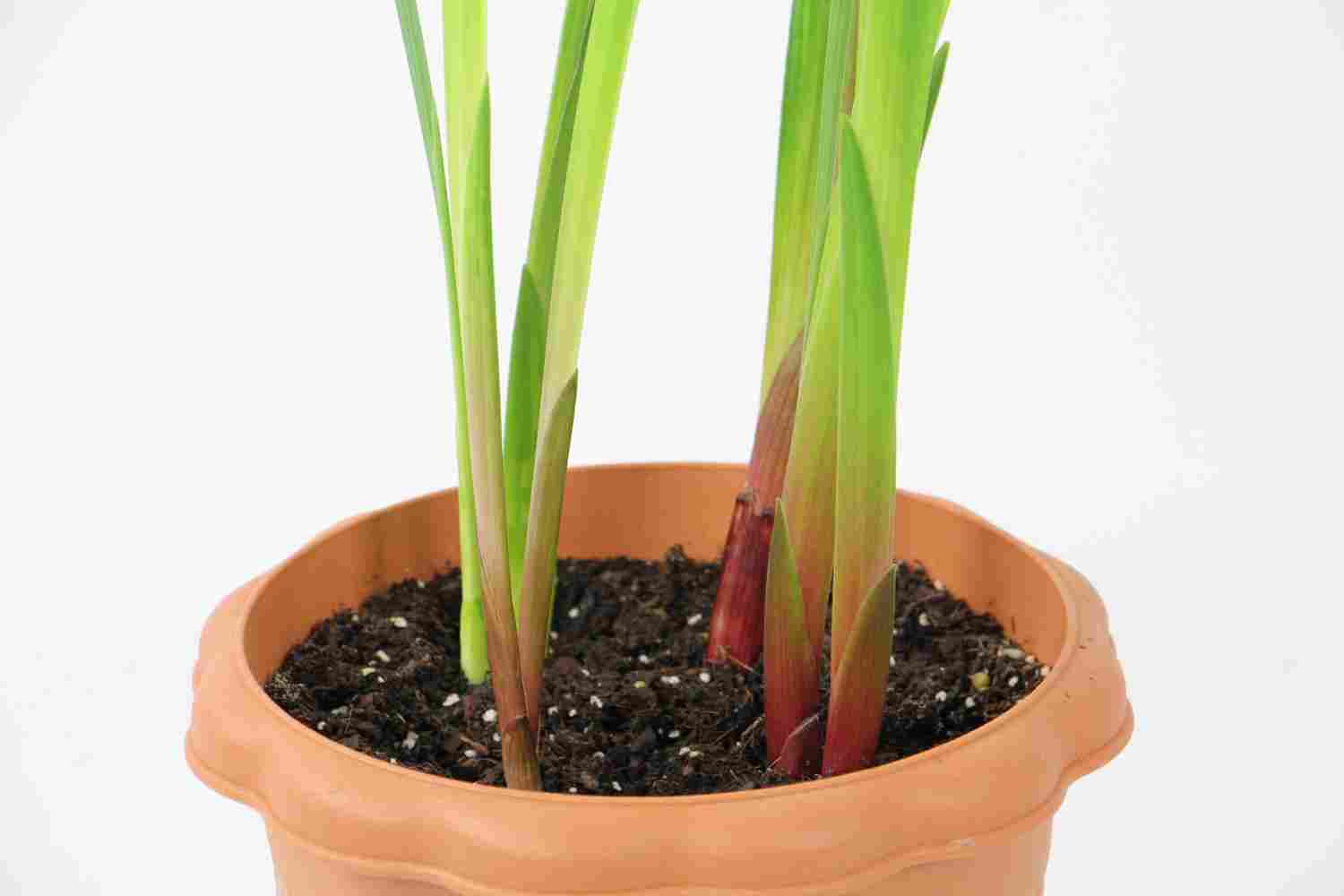 四大切花之一的唐菖蒲(图3)