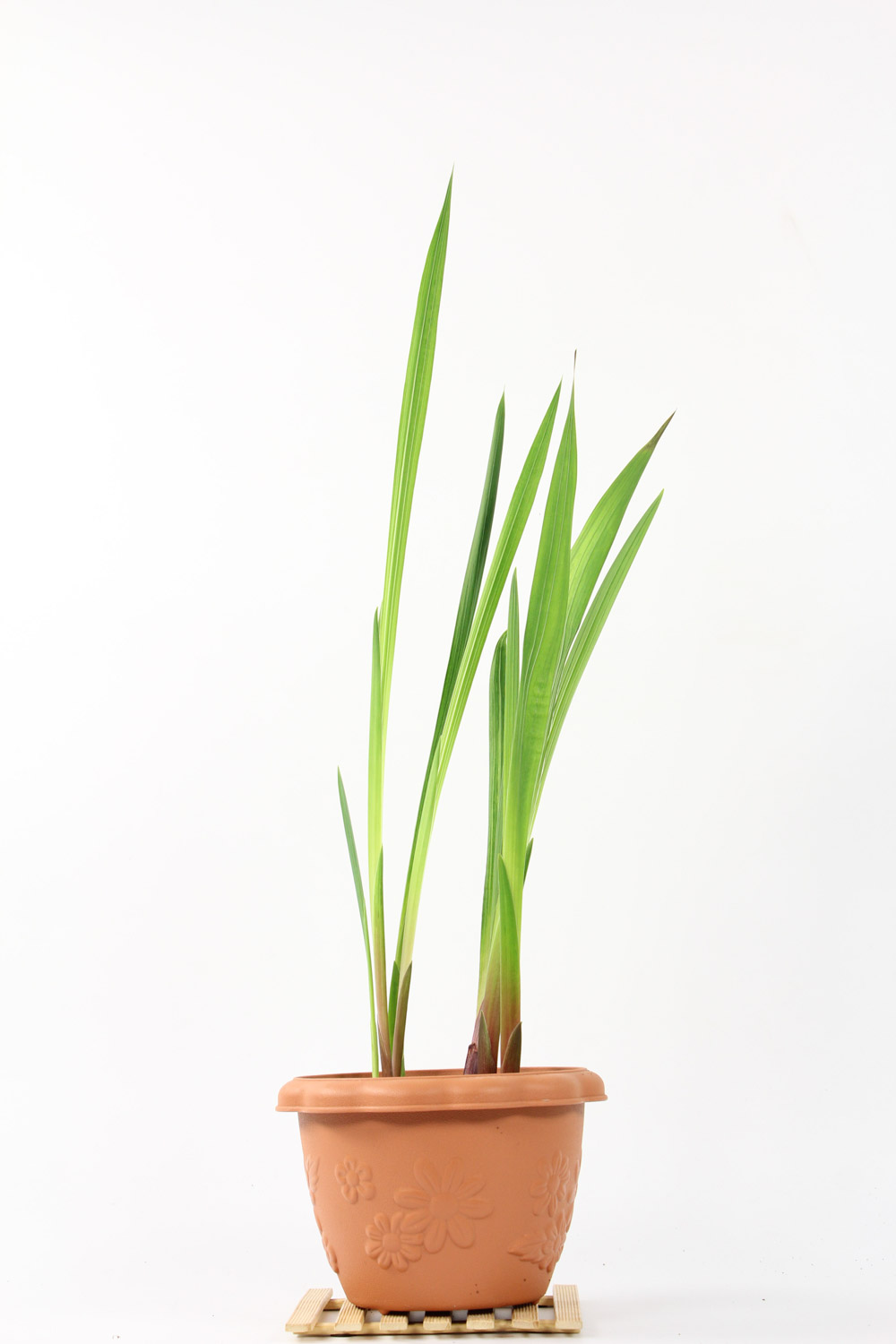 四大切花之一的唐菖蒲(图4)