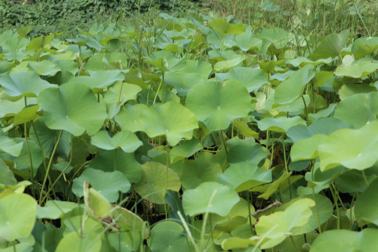 粉色荷花——娇羞女子 - 功圣花卉