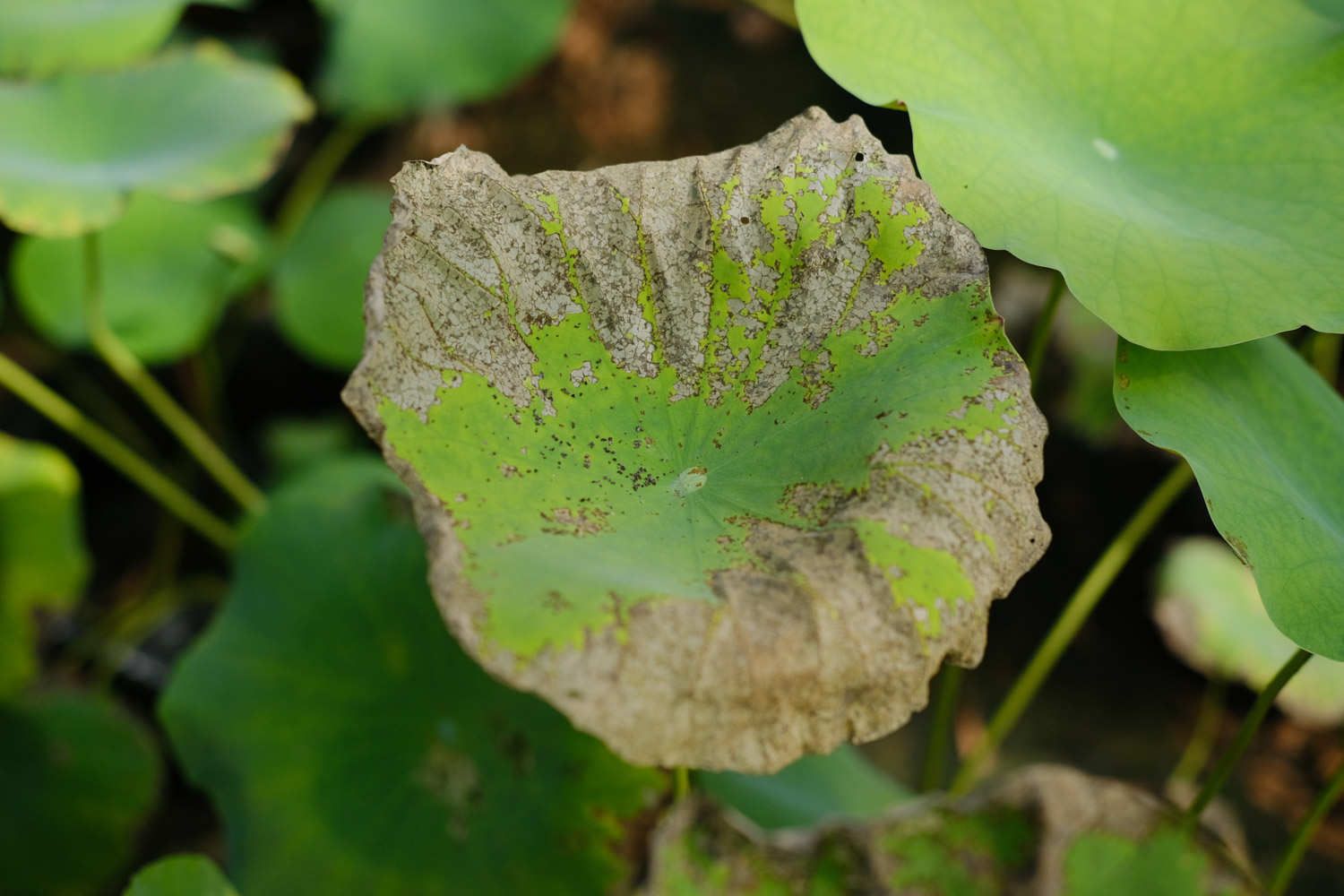 粉色荷花——娇羞女子(图4)